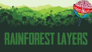 the 4 layers of the rainforest you