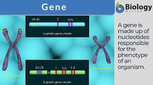 gene definition and exles