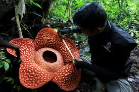 the world s largest flower absolutely reeks