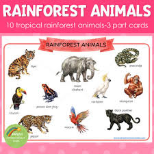 The rainforest alliance works hard to protect rainforests and the biodiversity within them through the sustainable management of tropical forests, restoring one of the most brightly colored animals on the planet, the poison dart frog uses its color to warn predators of the toxic venom the lies within its skin. Rainforest Jungle Animals Montessori 3 Part Cards By Pinay Homeschooler Shop