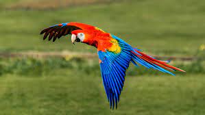 14 dazzling types of parrots