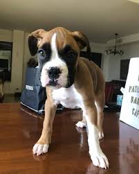 Why buy a boxer puppy for sale if you can adopt and save a life? Boxer Puppies For Sale Near Me Akc European Boxer Puppies