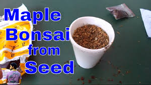 how to grow maple bonsai from seeds