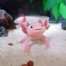 When the size of your photos matters, you often have to give up its quality. Fishy Business Cursed Axolotl Facts That Aren T About