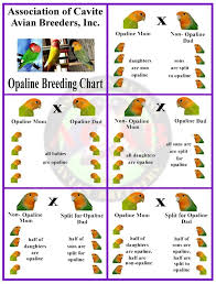 Efficient Opaline Breeding Chart 2019