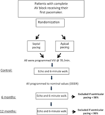 Study Flow Chart Av Atrioventricular Echo