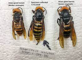 trapping the asian giant hornet bug