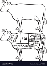 Diagram Of Cow Cow Anatomy Diagram External Cow Diagram