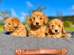 toy poodle cote canines australia