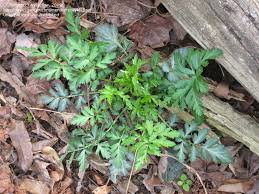 Unfortunately, once present, southern bacterial wilt (ralstonia solanacearum) is a tomato plant disease that spreads like wildfire. Plant Identification Closed Four Unknown Plants In My Garden 1 By Wyldeflwr
