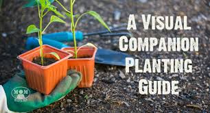 Companion Plant Visual Chart For Your Garden Mom With A Prep
