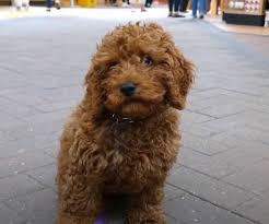 You may reserve your cavapoo puppy with a 300. Cavapoo Puppies Texas List Of Cavapoo Breeders In Texas Cavapoo World