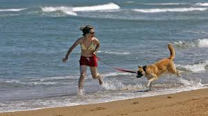 which north carolina beaches allow dogs