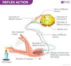 reflex action