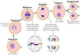 of chromosomes in cell division