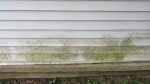 easy ways to prevent mold from forming