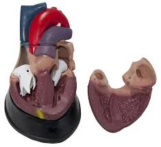 Image result for heart model anatomical chart company