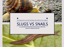 Slugs Vs Snails 6 Differences Between Them Pest Wiki