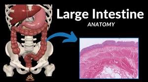 large intestine anatomy parts