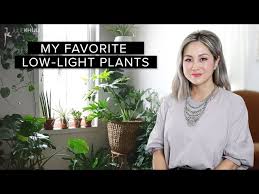 Low Light Indoor Plants Styling Tips
