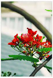 sanya china phoenix flower globosapiens