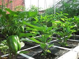 How To Make Terrace Vegetable Garden
