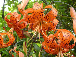 should you plant tiger lilies near
