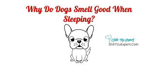 why do dogs smell good when sleeping