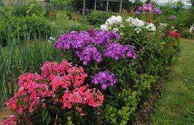 Image result for tall phlox