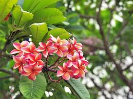 Florida can grow trees which do well in temperate, subtropical, and tropical climates. 11 Tropical Flowers That You Can Grow Indoors Or Outdoors Trees Com
