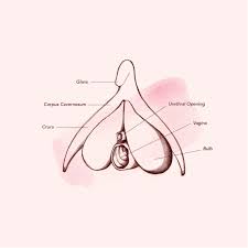 Vagina Diagram Anatomy Everything You Need To Know Teen