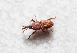top 5 tiny brown bugs in kitchen and