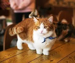 25 short and sweet munchkin cat facts