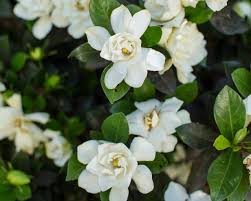 grow and care for gardenia plants