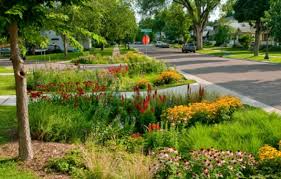 What S Best For You Rain Garden Or