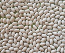 what are the types of white beans