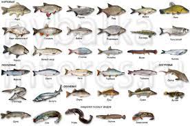 Все виды рыб