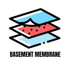 Basement Membrane Physiology