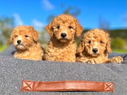 toy poodle cote canines australia