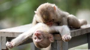 cute baby monkey wallpapers top free