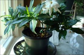 Growing Gardenias Indoors Valuable