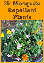 25 Mosquito Repellent Plants For Your