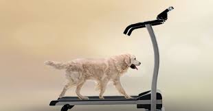 dog treadmills do you need one dogs