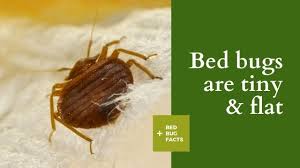 Bed Bugs Reoccur Even After A Treatment