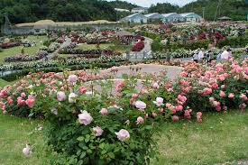 English rose garden is located in arlington city of virginia state. David Austin English Rose Garden Sennan City Japan Euma Flickr