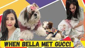Submitted 12 days ago by no_ferret9111. Why Is My Dog So Jealous Bella Vs Gucci Youtube