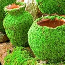 How To Grow Moss On Pots And Rocks