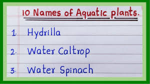 aquatic plants name water plants name