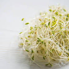 5 health benefits of alfalfa sprouts
