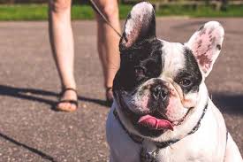French bulldogs have erect bat ears and a charming, playful disposition. Why French Bulldogs Are Expensive Before Adoption Ethical Frenchie